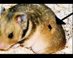 ►Der Hamster - artgerechte Haltung und Pflege Teil 6 : Die Körpersprache◄