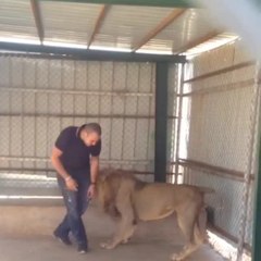This is how a full grown lion gives hugs