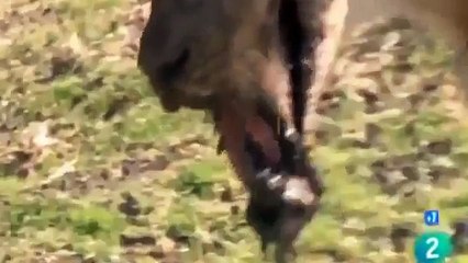 Documental de Animales ► LEONES vs HIPOPÓTAMOS y COCODRILOS  -  Documentales NatGeo Wild Español