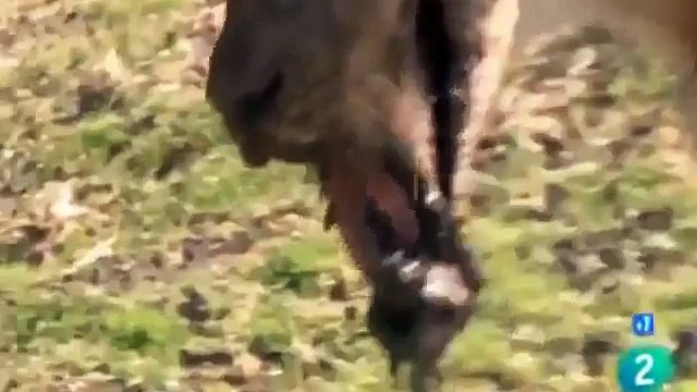 Documental de Animales ► LEONES vs HIPOPÓTAMOS y COCODRILOS - Documentales NatGeo Wild Español