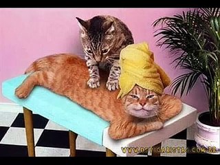 Os animais mais engraçados do mundo
