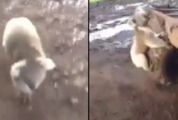 This Video Of A Bloodthirsty Koala Chasing A Woman Is Terrifying And Hilarious