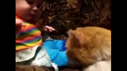 Funny Cat Videos Compilation - Funny Cat Videos For Kids