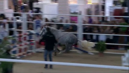 BUTERFFLY , Granit Boy pondi . LEADERSHIP SOUCHE PASSPORT