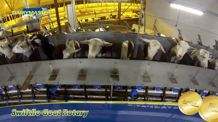 Milking 1,800 Goats  - Dairymaster's Award winning Goat Rotary Milking Parlour