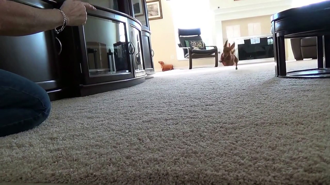 Ce chien court et mime la mort... PAN!!! Trop drôle :)