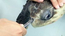 Burnuna pipet giren kaplumbağa kurtarıldı