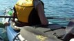 Kayaking with Killer Whales in the San Juan Islands