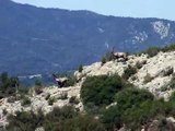 Cabras macho en Montserrat