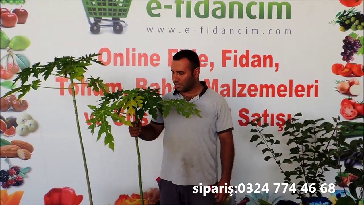 Papaya Ağacı Fidanı Özellikleri ve Fidanı Satışı