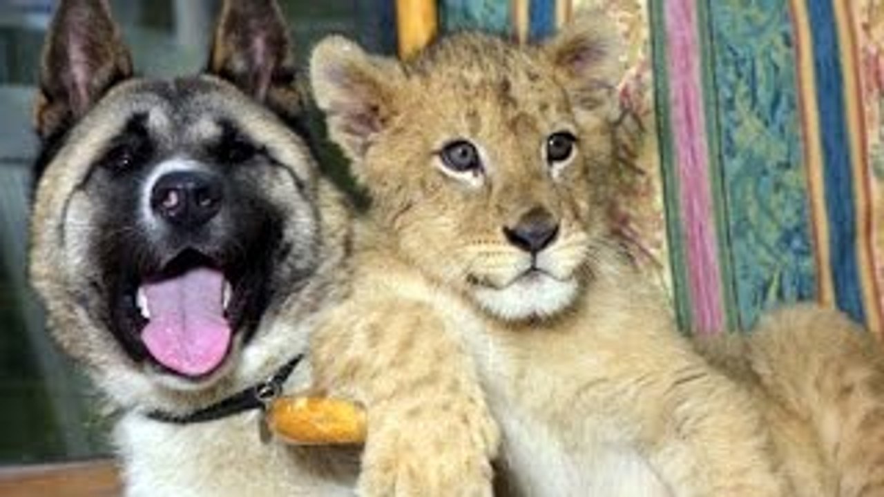 Loving Friends Forever Animals-2015