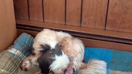 Warning Disturbing Dog Birth Raw Footage