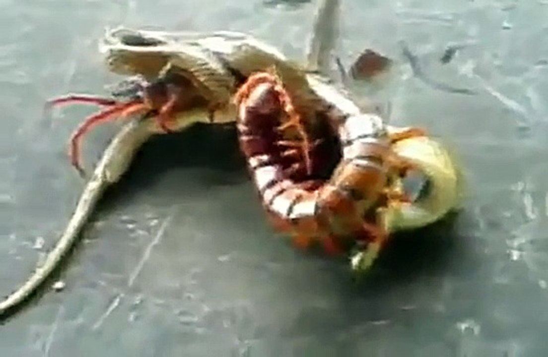 centipedes vs. snakes fight