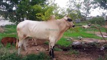 For 2015 Masha ALLAH  Dangerous Bull Deara Sheikh Wahab Fatehjang bulls