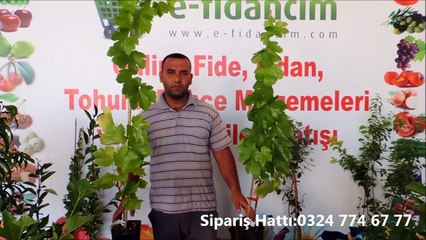 Tüplü Aşılı Üzüm Asma Fidanı Özellikleri
