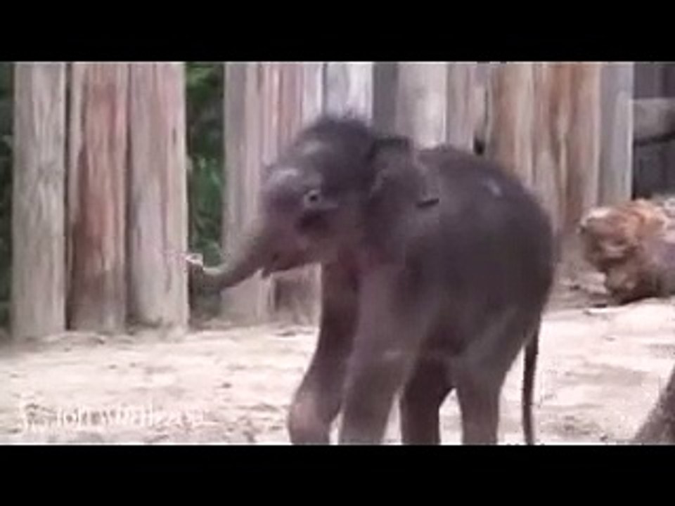 Baby Baby Elephant wild   video