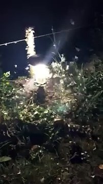 Des papillons s'agglutinent sur les lampadaires de la commune d'Hostun dans la Drôme.