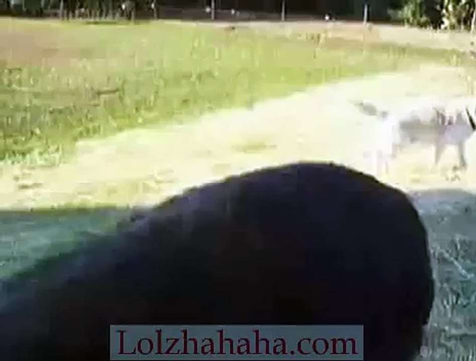 Talking with his companion dog