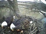 Decorah bald Eagles ... Fish Hatchery IA Building up the nest ...12/02/09 ...9:15 AM
