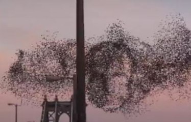 Une nuée d'oiseaux dessine le visage de Vladimir Poutine à New York