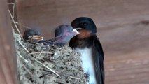 ツバメの赤ちゃん 食事 Mother Bird Feeding Baby Birds