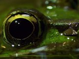 Florida Bass Eats Frogs and Alligators