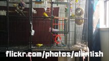 4 budgies fighting and playing over a swing - HomeMade Bird Toys 'Budgie Whisperer'