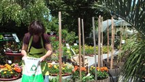 Comment réussir ses cultures de tomates, conseils du Jardin de Balgan (HD)
