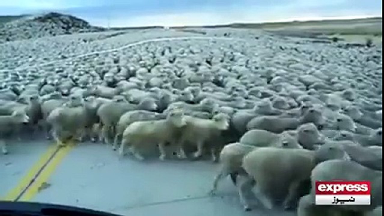 App Ne Aisa Manzar Kabhi Nahi Dekha Hoga