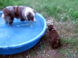 Australian Shepherd red tri Puppy in pool-Funny!