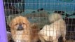 Missouri Puppy Mills