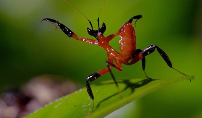 Une mante religieuse fait du Kung Fu pour faire fuir une araignée