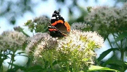 Mien Toentje: een open verbinding met de buren - RTV Noord