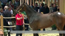 Deauville/yearling: vente record de 2,6 millions d'euros