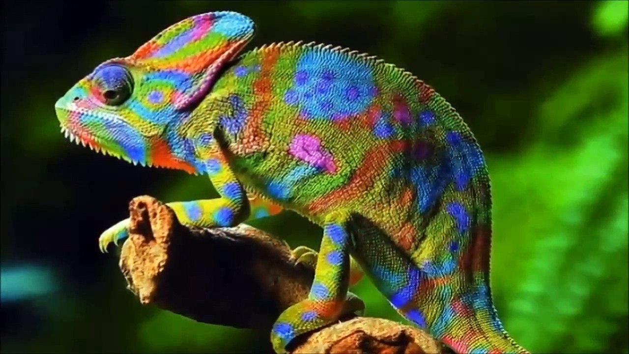 Chameleon | Animal World
