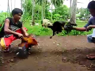 Stag Derby Candidate 20