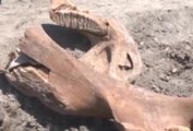 Tarlasını sürerken antik fil fosili buldu