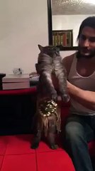 belly dance video of cat will make you laugh..visit apnaidea.com for more