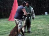 FEDERICO MELO training french ring malinois