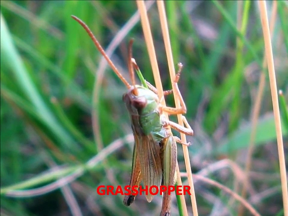 Insects with sounds, educational presentation for kids bees, bugs, beetles, flies and etc
