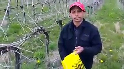 mobile phone grow on trees