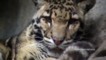 Clouded Leopard Yawning