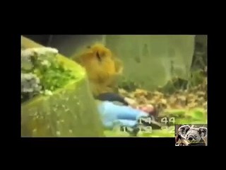 Animals attack humans animals attacking people deadly animal attacks compilation