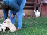 Super CUTE Golden Retriever puppies romping!