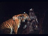 Tiger kills bull Water buffalo, in natural settings, Photo taken in 1997. (C)
