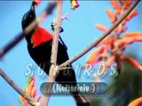Sunbirds (Nettarinie) - 