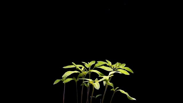 Amazing Nature Timelapse - Tomato plant growing