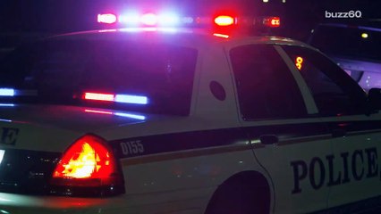 Florida DUI suspect blames dog for car crash