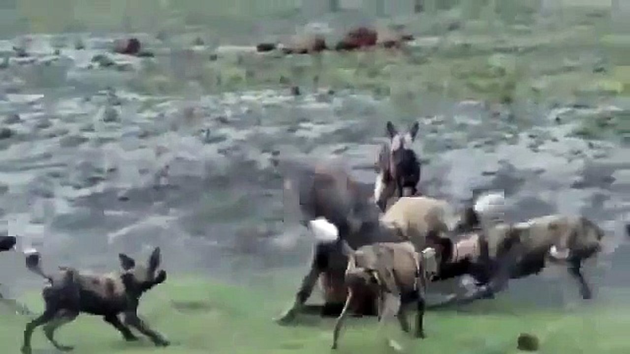 Botswana Wild Dogs vs Hyena Animal Fight TV