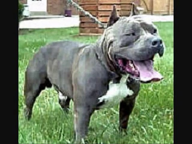 Purple ribbon razors edge deals pitbulls